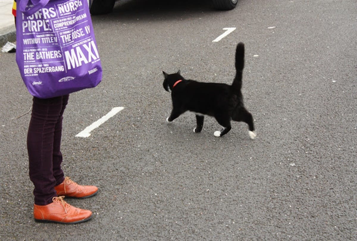 Without knowing this people believed Bad Omen sign of a cat