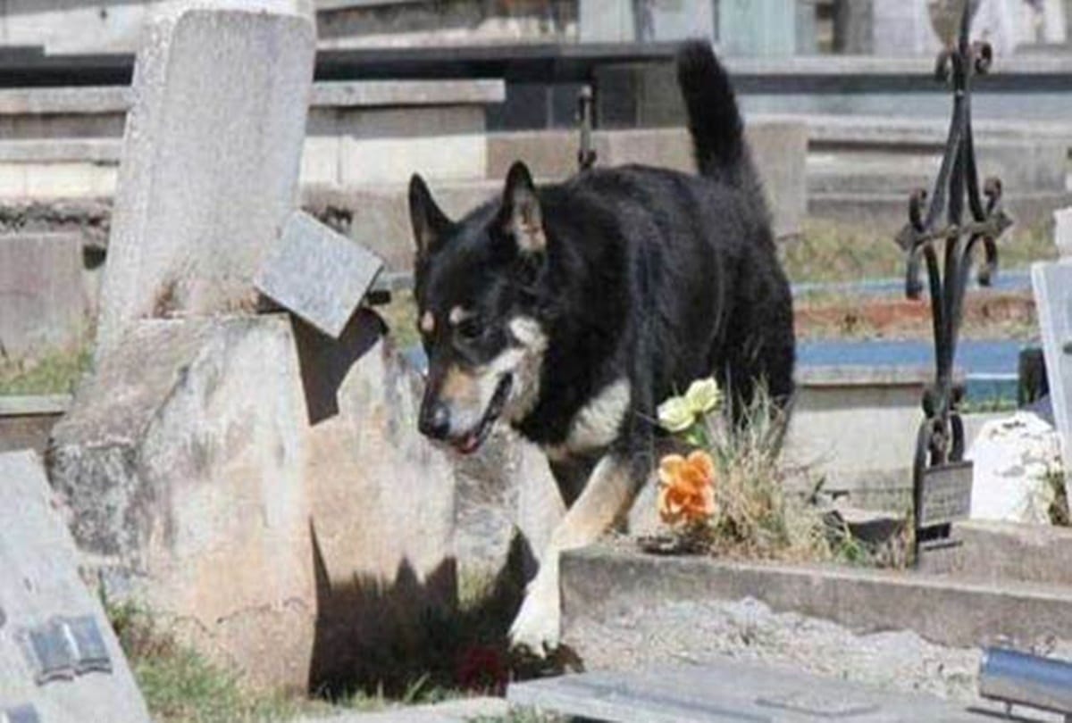 This dog died while crying since twelve years at masters grave 