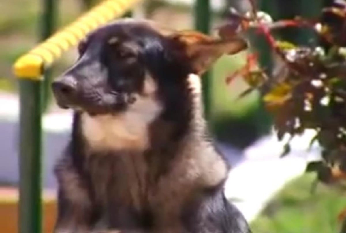 This dog died while crying since twelve years at masters grave 