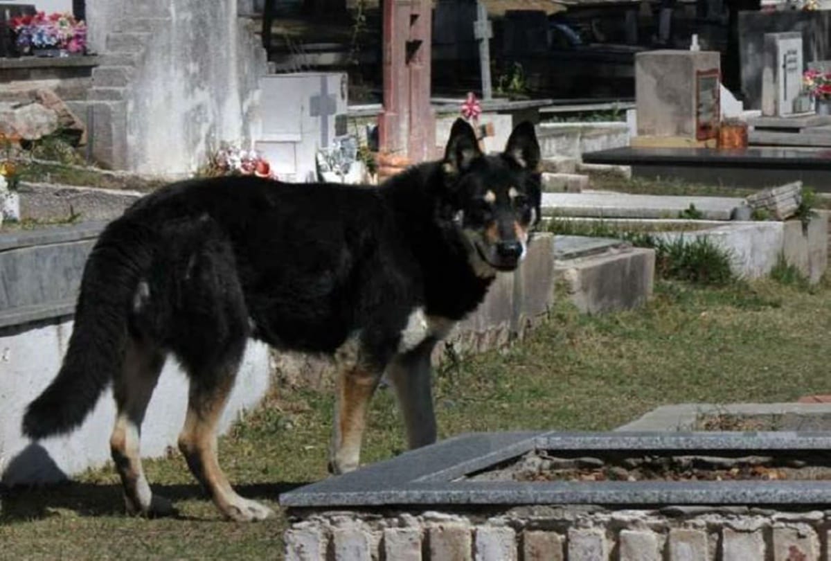 This dog died while crying since twelve years at masters grave 