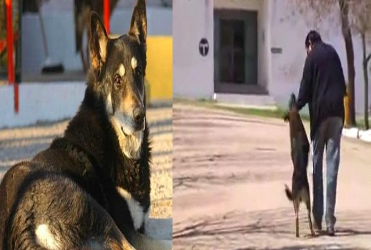 This dog died while crying since twelve years at masters grave 