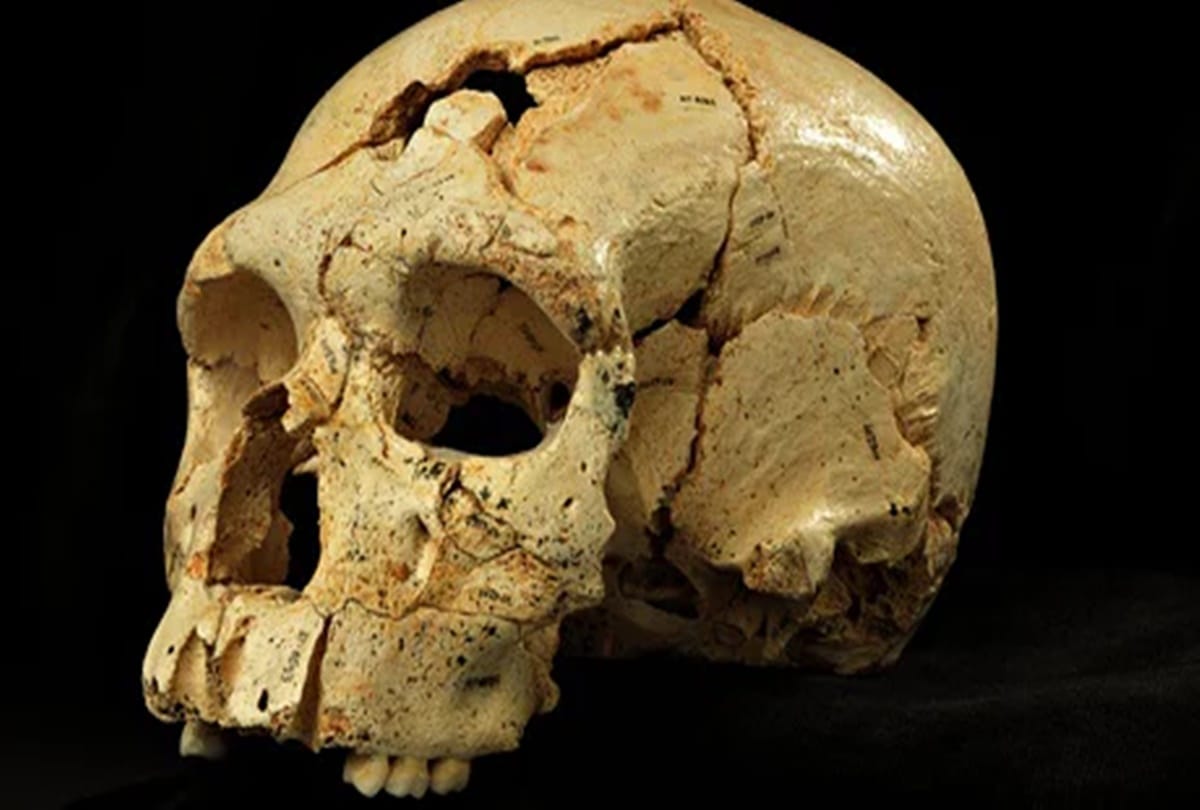 Experts claim Neanderthals were first artists on Earth not human 