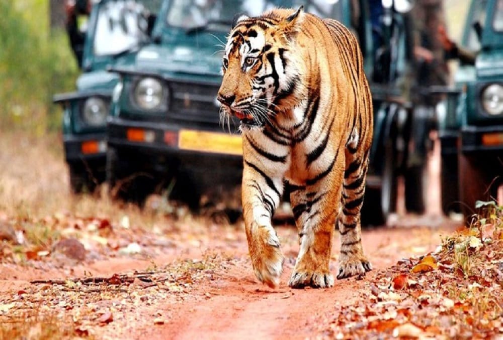 indian ace shooter feel disappointed from ranthambore park arrangement