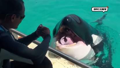 WORLDS FIRST TALKING KILLER WHALE WIKIE MARINELAND FRANCE