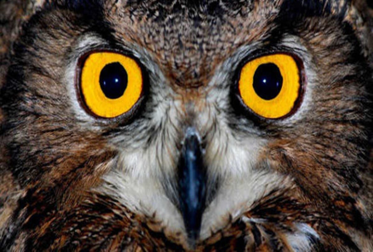Cremation of owl in a village of bihar 