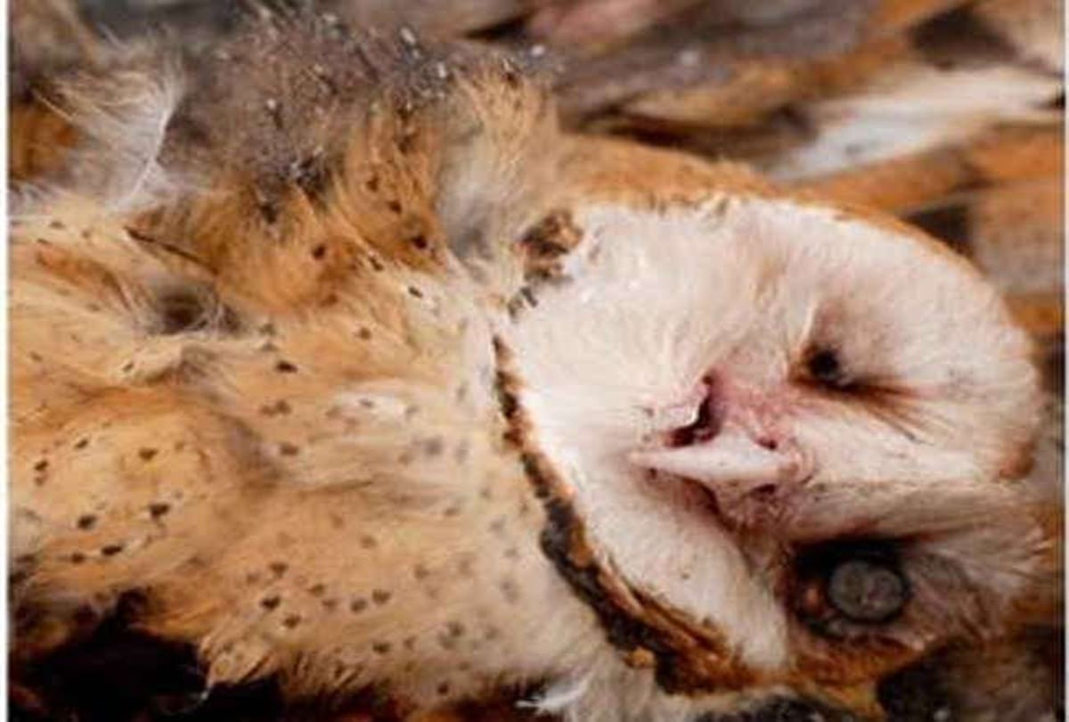 Cremation of owl in a village of bihar 
