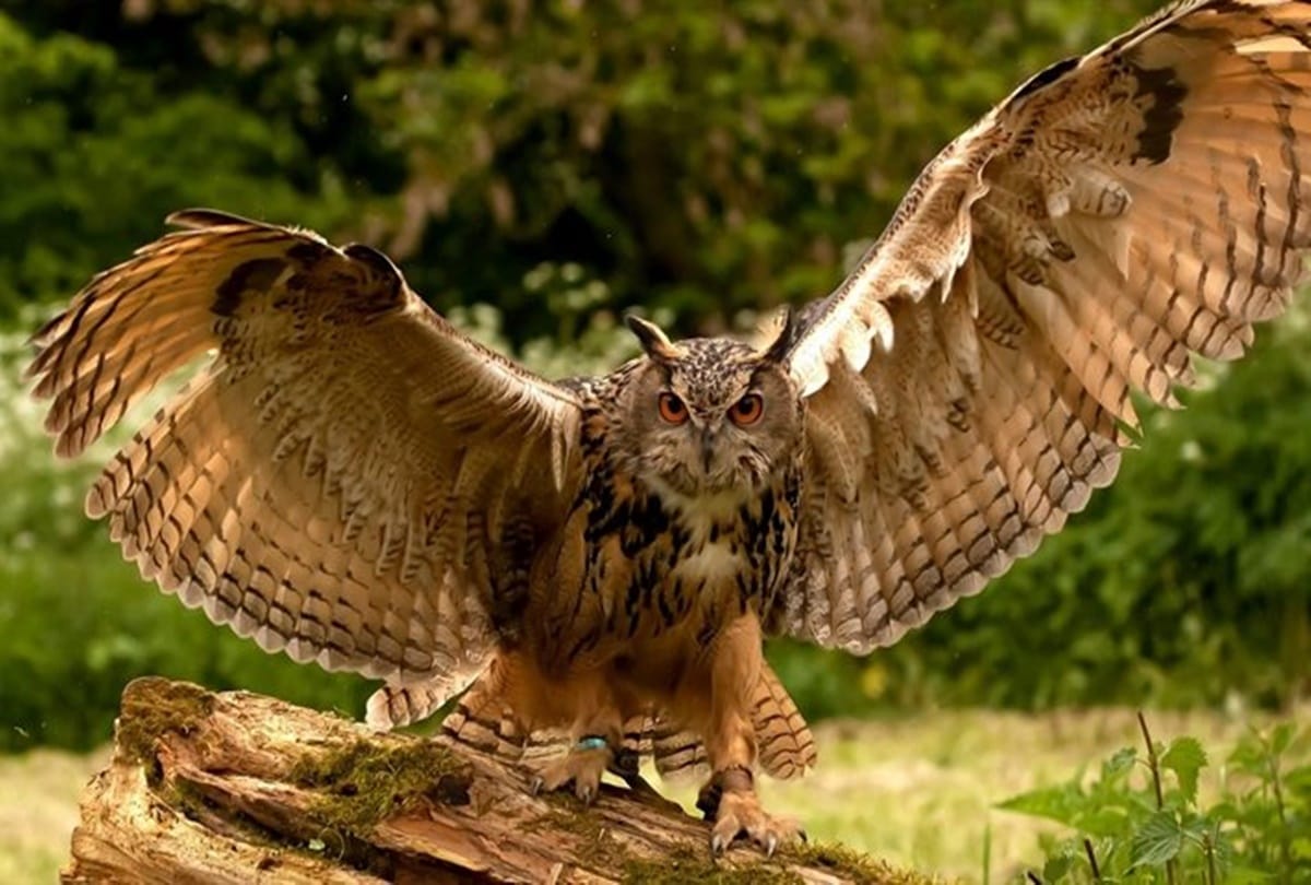 Cremation of owl in a village of bihar 