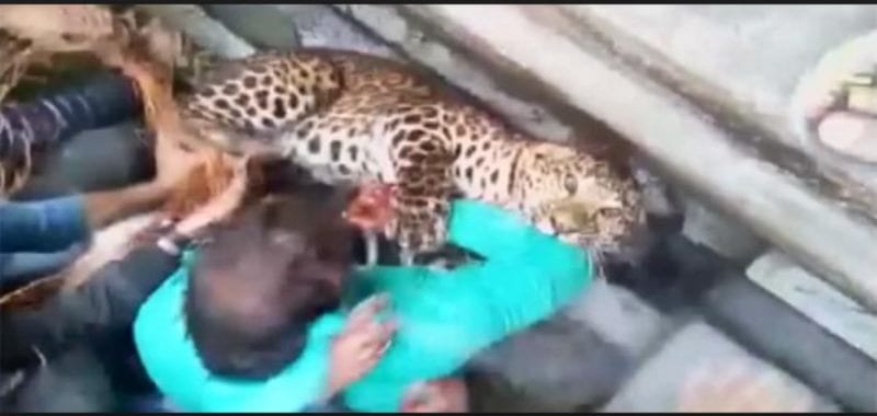 himmat singh fight with man eater leopard