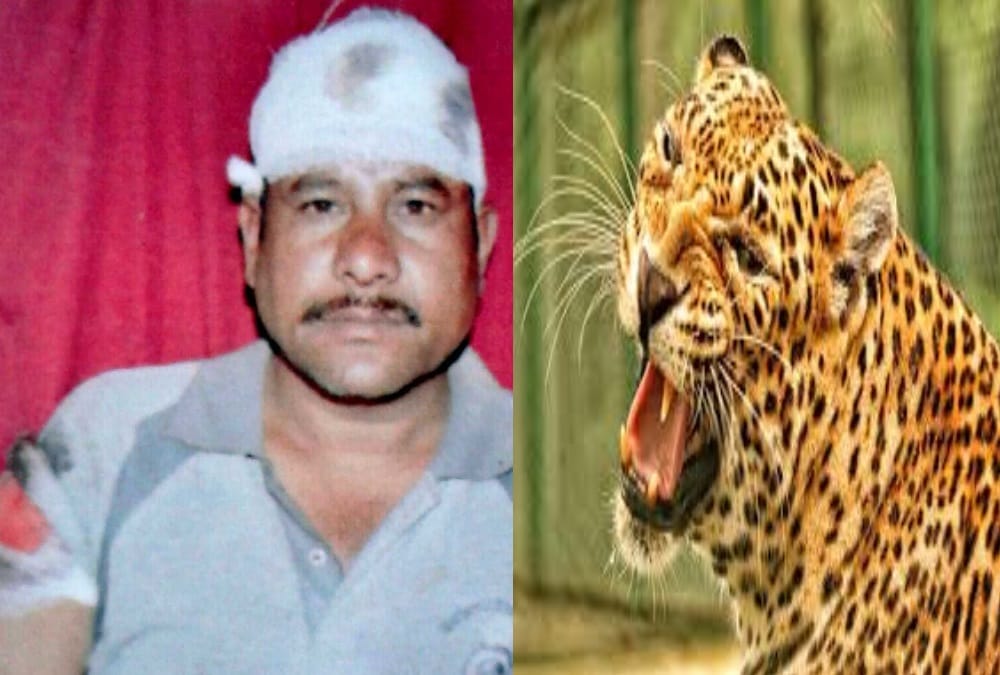 Leopard attack on man and run away after fight