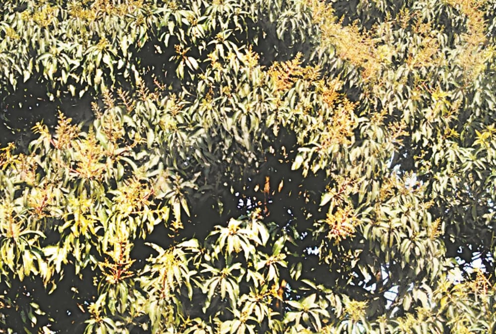 farmers and businessmen express happiness over upcoming  mango crop.