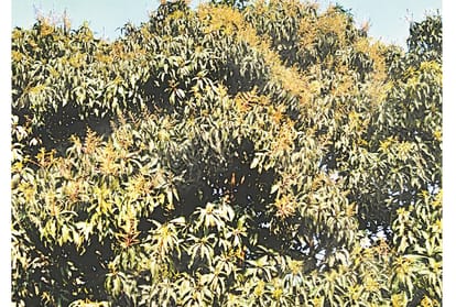 farmers and businessmen express happiness over upcoming  mango crop.