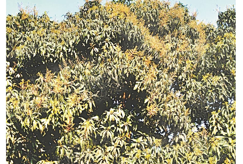 जिले की नौ सौ हेक्टेयर भूमि में लहलहाएंगे बगीचे