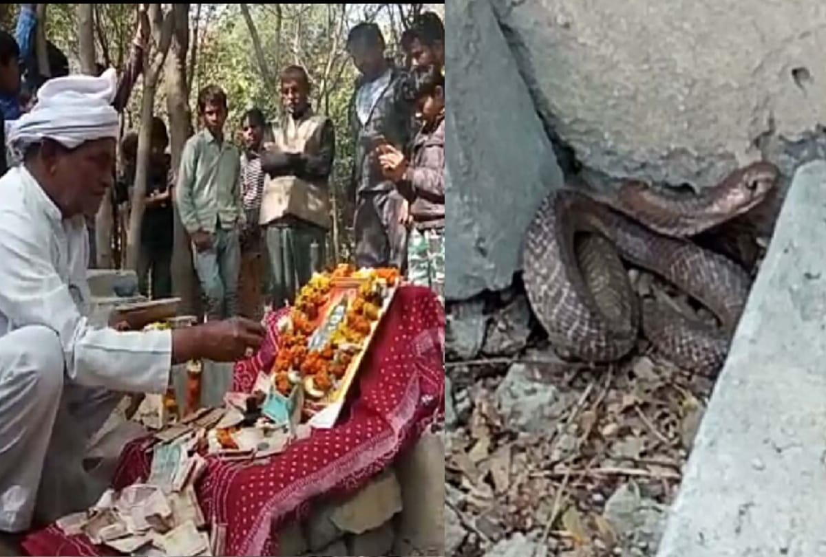 in delhi chhawla area mysterious snake is sitting at one place for more than a month