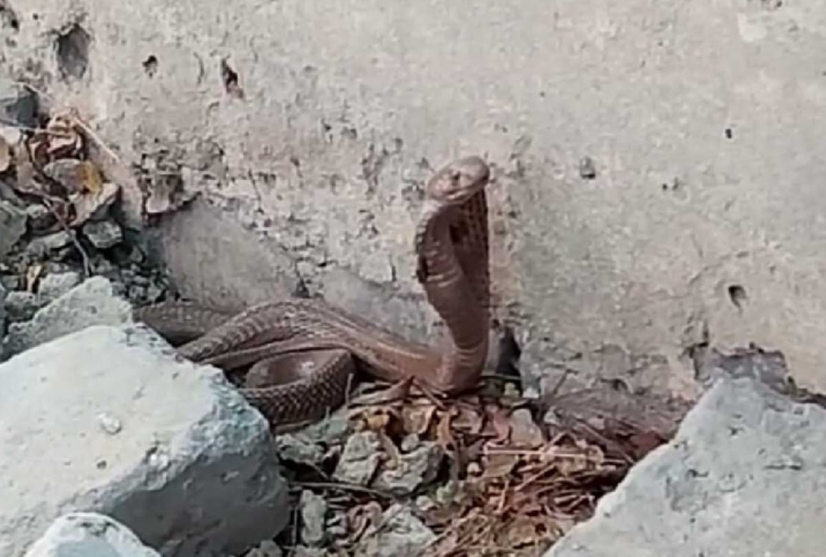 in delhi chhawla area mysterious snake is sitting at one place for more than a month