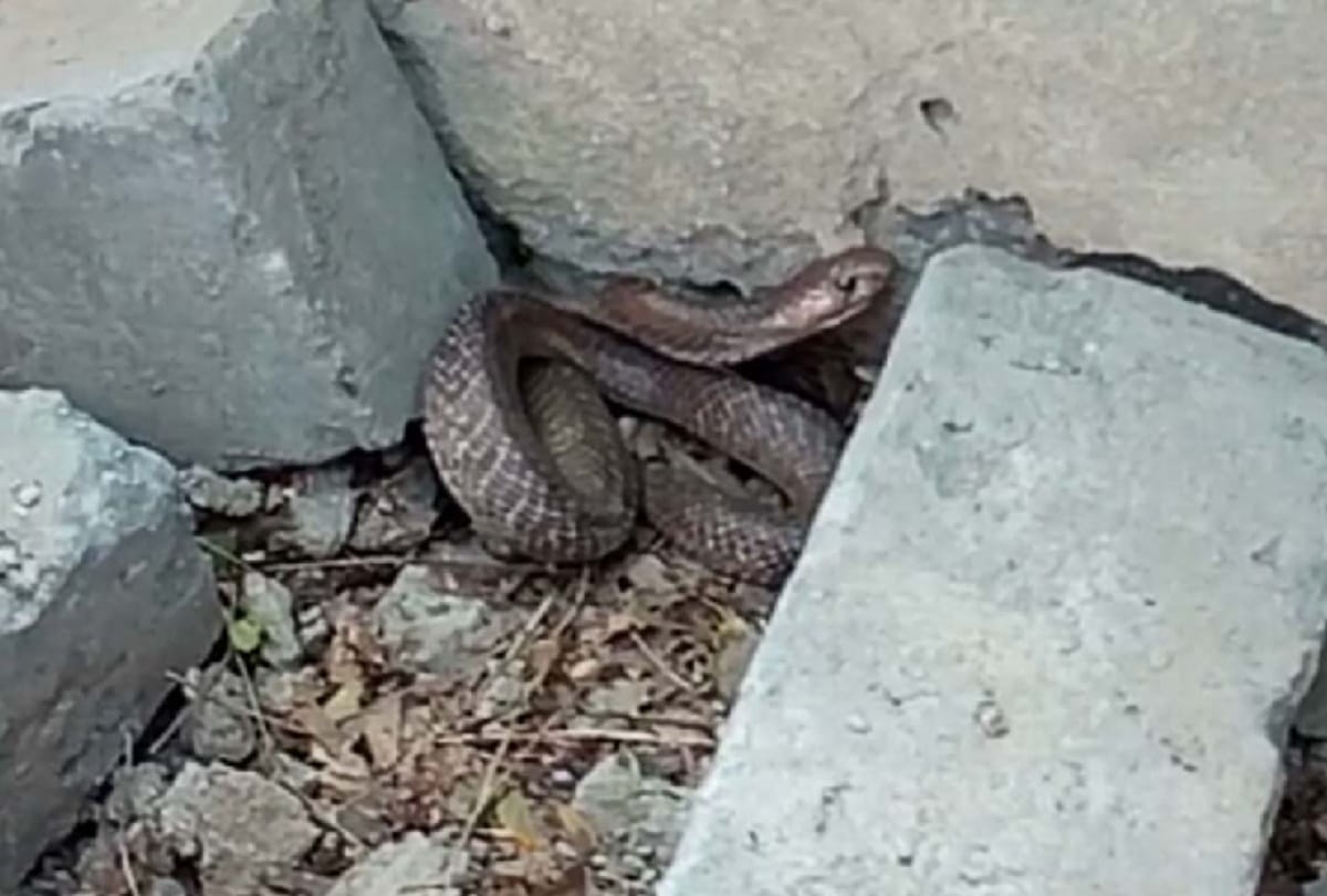 in delhi chhawla area mysterious snake is sitting at one place for more than a month