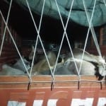 UP police uses code word for  cattle smuggling on highway