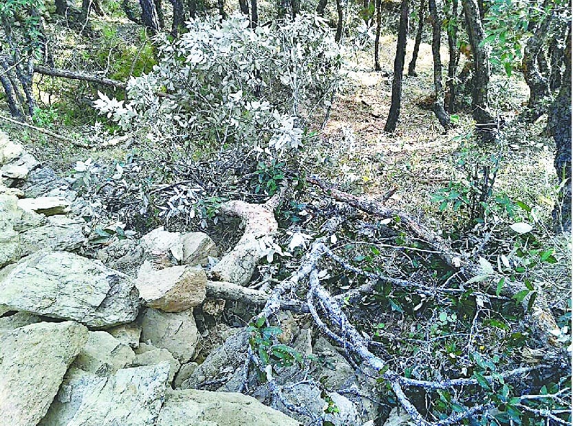 Police and forest personnel team examined the spot