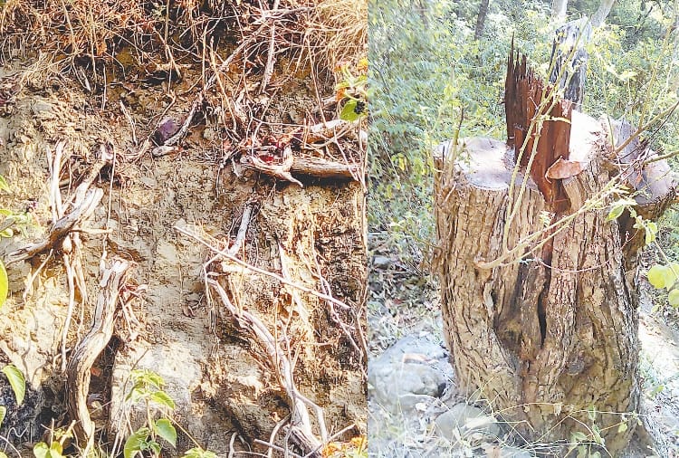 Illegal felling of 25 thousand trees in naina devi forest