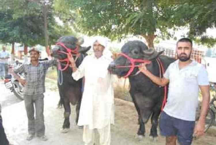 murrah buffalo Arjun of 9 Crores in Bhiwani of haryana, diet also amazing