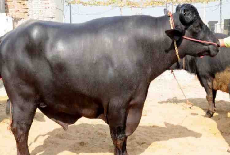 murrah buffalo Arjun of 9 Crores in Bhiwani of haryana, diet also amazing