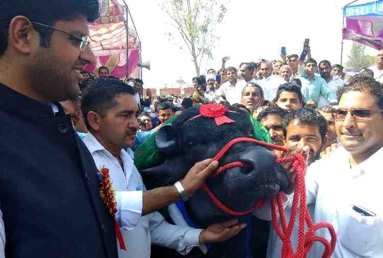 murrah buffalo Arjun of 9 Crores in Bhiwani of haryana, diet also amazing