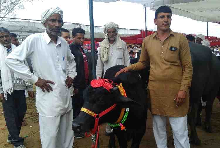 murrah buffalo Arjun of 9 Crores in Bhiwani of haryana, diet also amazing