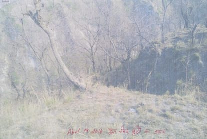 Illegal felling of 25 thousand trees in naina devi forest