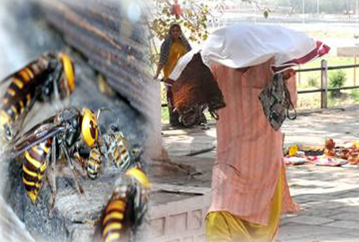 One killed by bees attack 