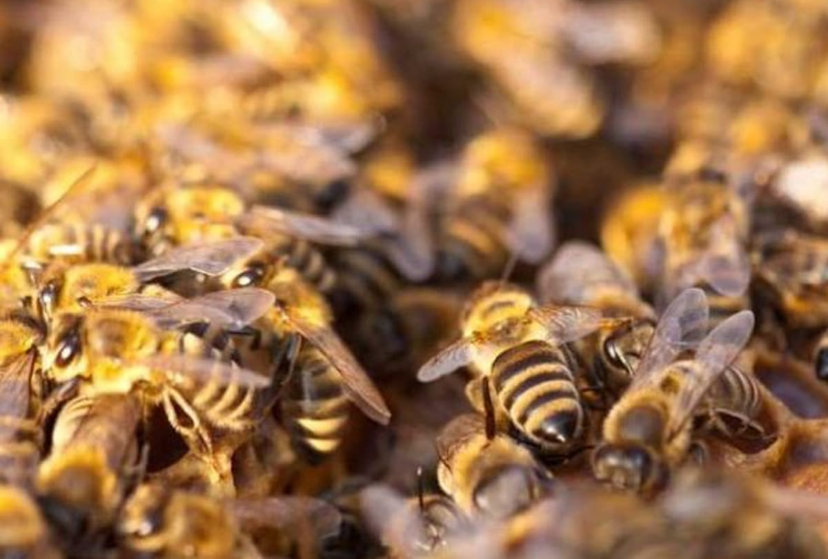 american Woman shocked after found thousands of bees in room ceiling