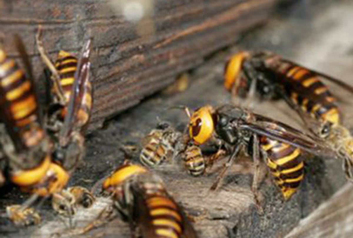 One killed by bees attack 