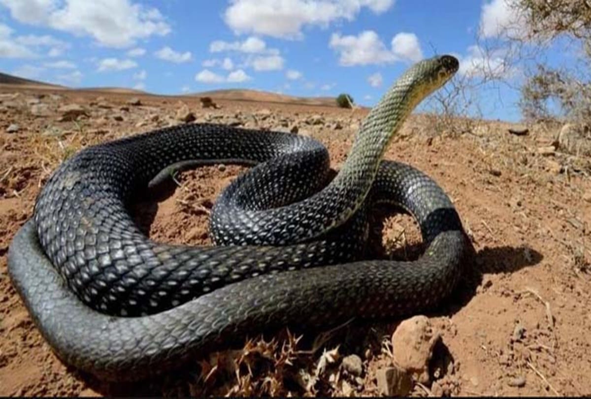 How to save your lives to snake