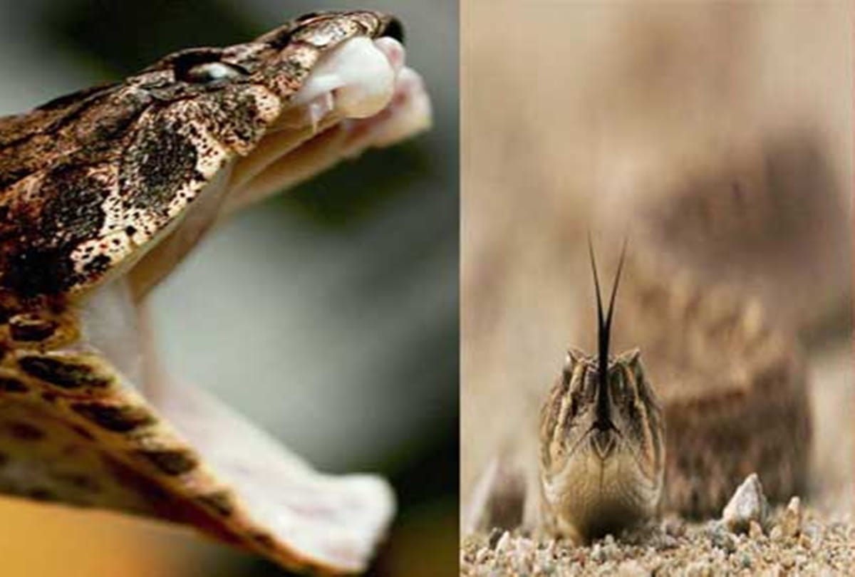 How to save your lives to snake