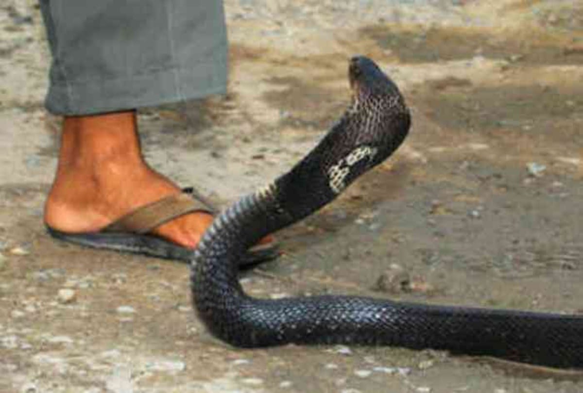 How to save your lives to snake