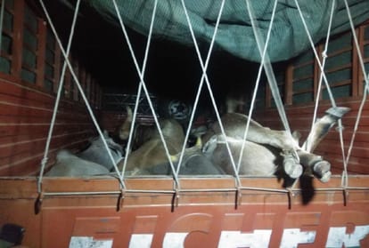 rajasthan alwar one cow smuggler dead 