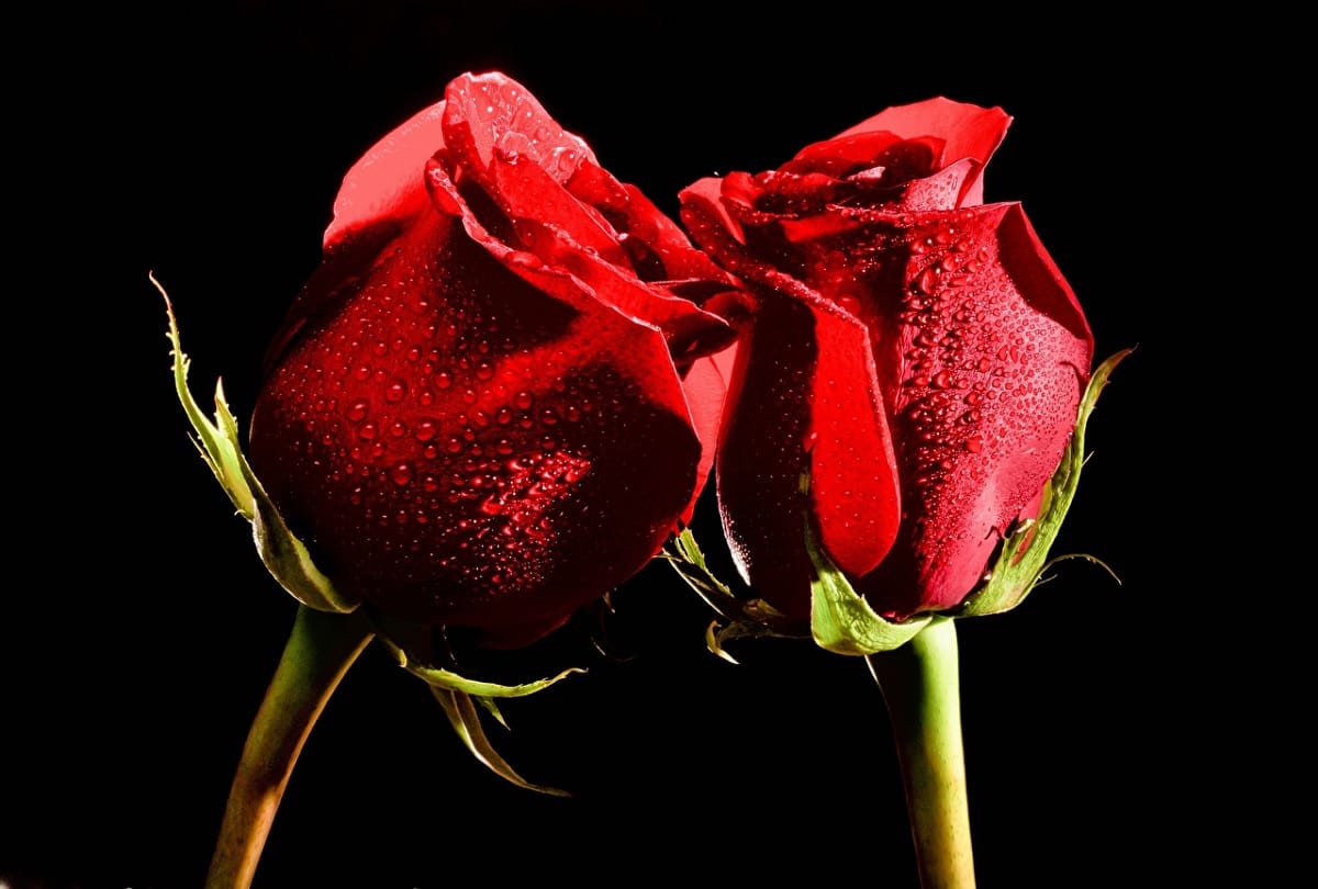 Between Indo-Pak hostility, a good news of Love