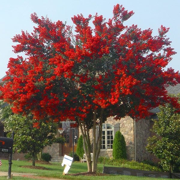 This Tree Stop Climate change