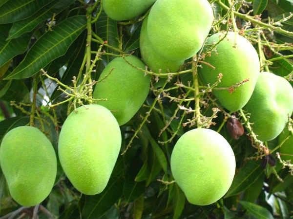 banarasi langra aam or mango get its name history