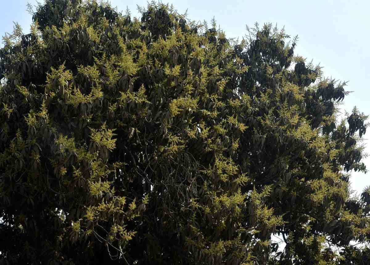 banarasi langra aam or mango get its name history