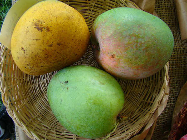 banarasi langra aam or mango get its name history