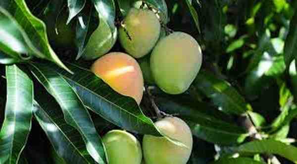 banarasi langra aam or mango get its name history