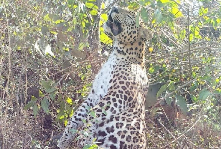 hunter killed Female Leopard by trapping