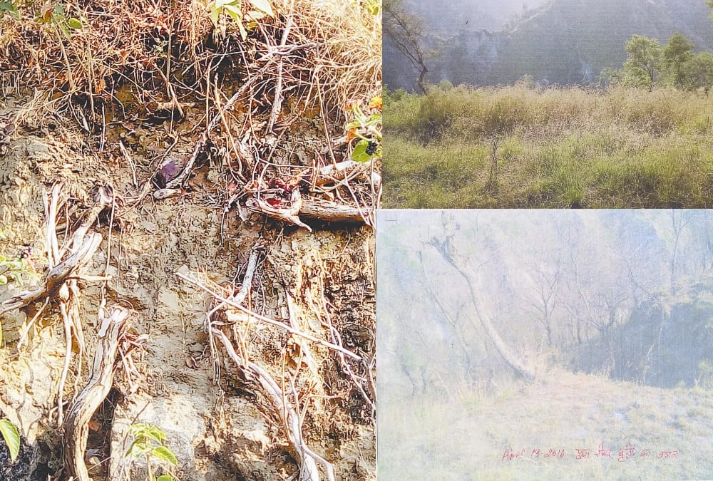 illegal tree felling in bilaspur vigilance files FIR