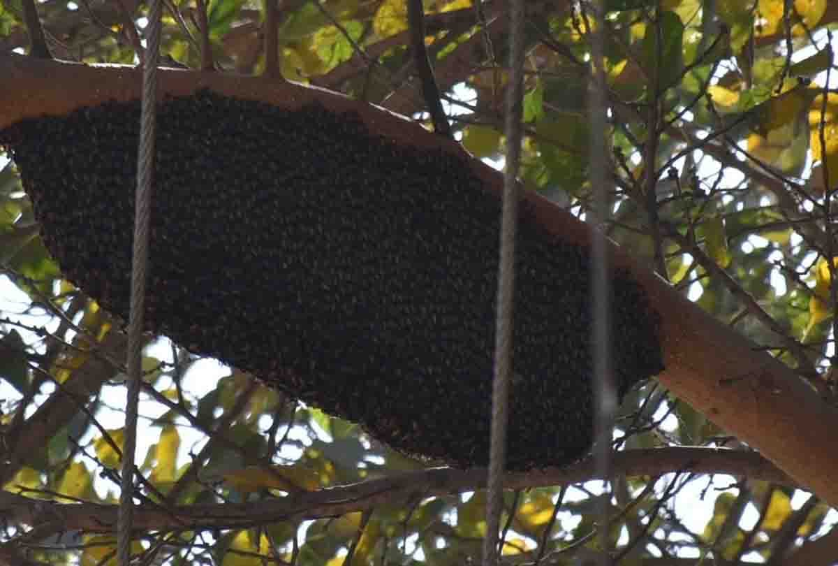 man dead in honey bee attack