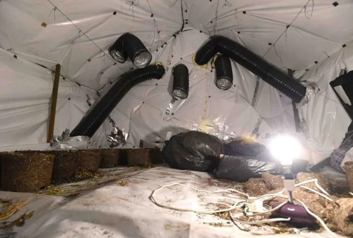 Woman shocked to find her home as huge cannabis farm 