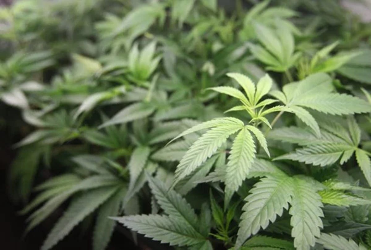 Woman shocked to find her home as huge cannabis farm 