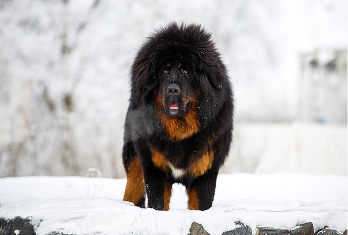 Know about worlds most expensive dog  