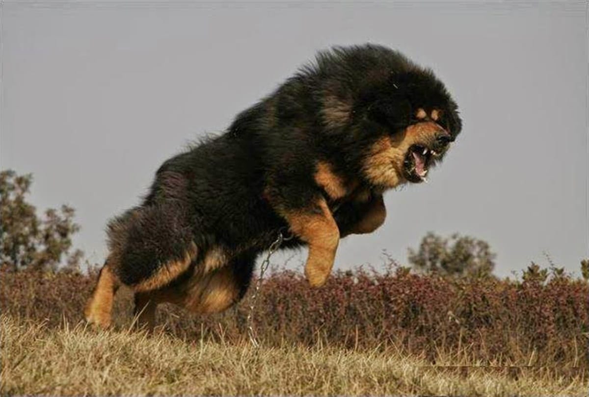 Know about worlds most expensive dog  