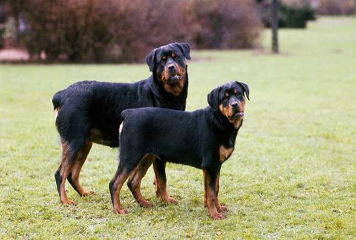 Know about worlds most expensive dog  