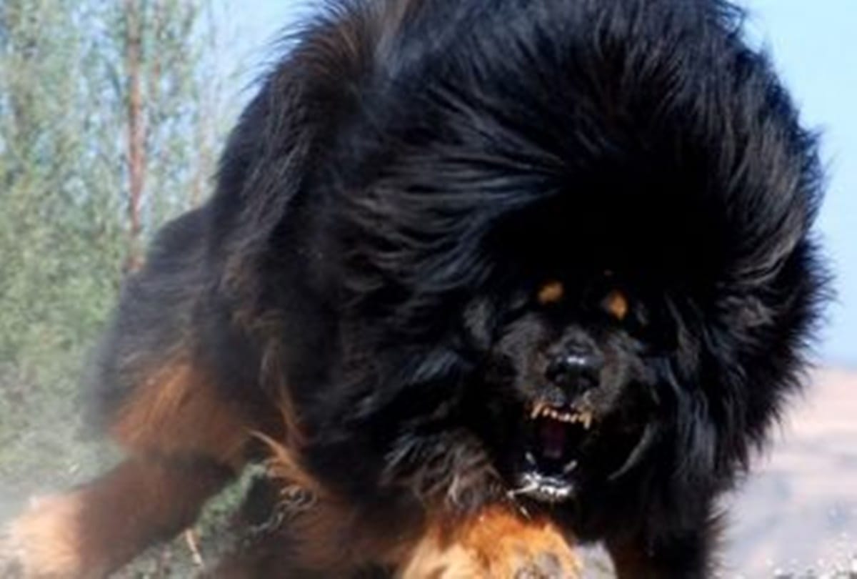 Know about worlds most expensive dog  