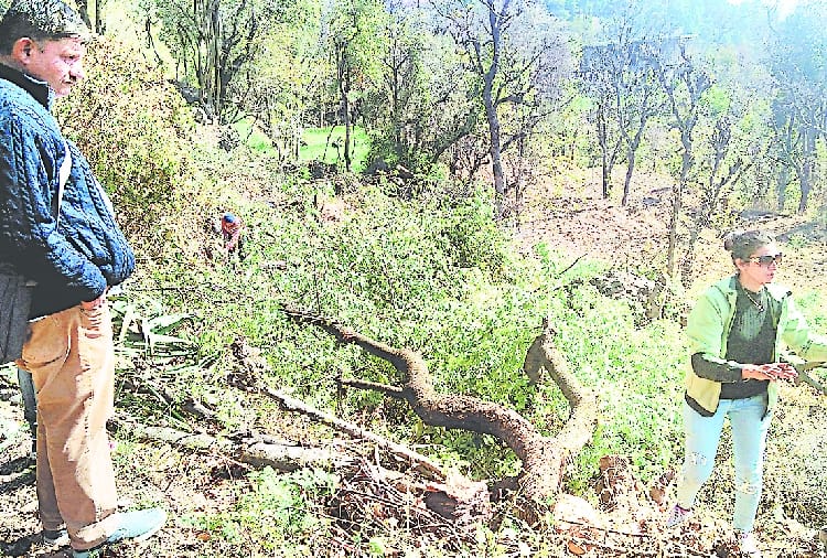 illicit felling of 93 green trees in solan himachal